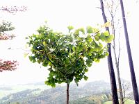  16. Oktober 2010 - heute ist ein kalter Regensamstag. Es hat gerade noch 2 Grad auf der Landmark. Wann werden wir wohl Samuels Ginkgo ein letzes Mal mit Blättern sehen dieses Jahr?